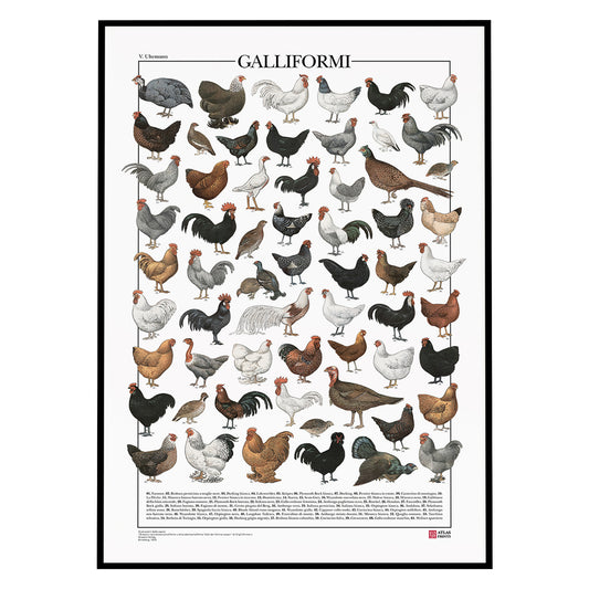 Il poster Galliformi conta 61 illustrazioni di diversi tipi di gallinacei come galline, galli, tacchini, fagiani, quaglie e tanti altri.