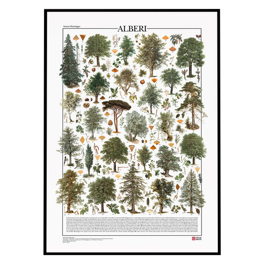 Poster Alberi formato da 26 illustrazioni di diversi tipi di alberi e più di 100 di particolari botanici da disegni dell'800, restaurati da Atlas Prints. Poster botanico originale. Con al fondo didascalia dei nomi comuni, nomi scientifici e descrizione particolari.