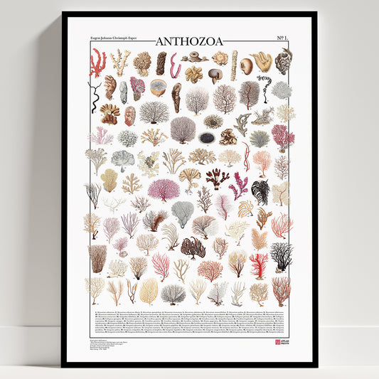 Serie di 3 poster Anthozoa