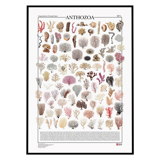 Poster Anthozoa formato da 96 illustrazioni di diversi tipi di coralli da disegni dell'800, restaurati da Atlas Prints. Poster originale. Con al fondo didascalia con nomi scientifici.