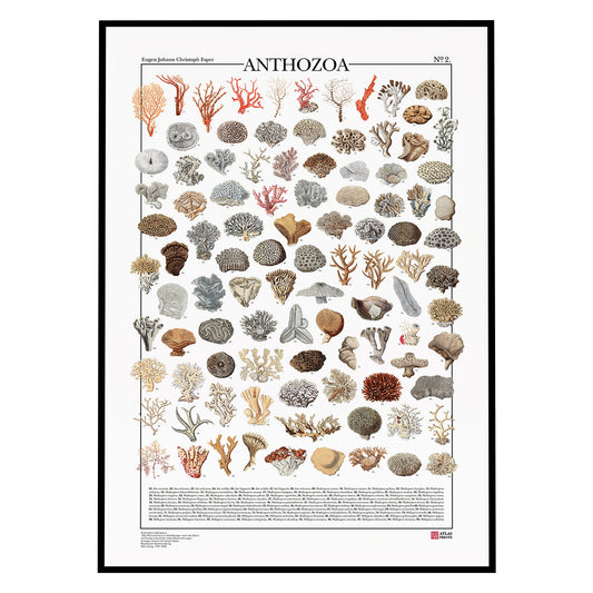 Poster Anthozoa 2 è formato da 99 illustrazioni di diversi tipi di coralli, restaurati da Atlas Prints. Poster botanico originale. Con al fondo didascalia dei nomi scientifici.
