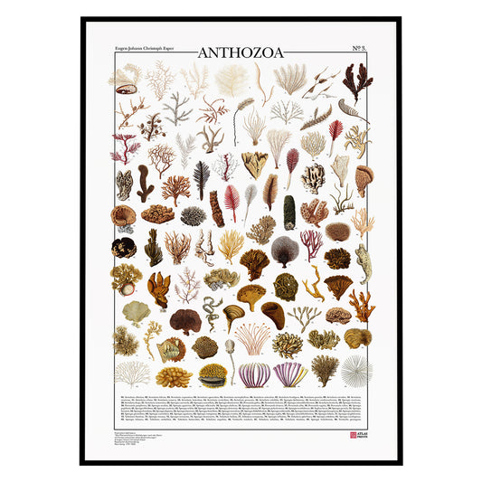 Poster Anthozoa 3 è formato da 99 illustrazioni di diversi tipi di coralli, restaurati da Atlas Prints. Poster botanico originale. Con al fondo didascalia dei nomi scientifici.