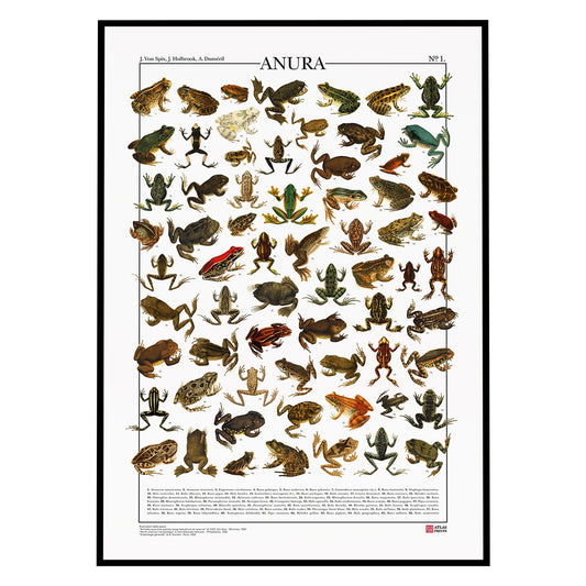 Poster Anura è formato da 66 illustrazioni di diversi tipi di rane e rospi, restaurati da Atlas Prints. Poster botanico originale. Con al fondo didascalia dei nomi scientifici.