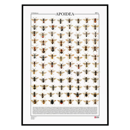 Poster Apoidea è formato da 96 illustrazioni di diversi tipi di api e bombi, restaurati da Atlas Prints. Poster entomologico originale. Con al fondo didascalia dei nomi scientifici.i
