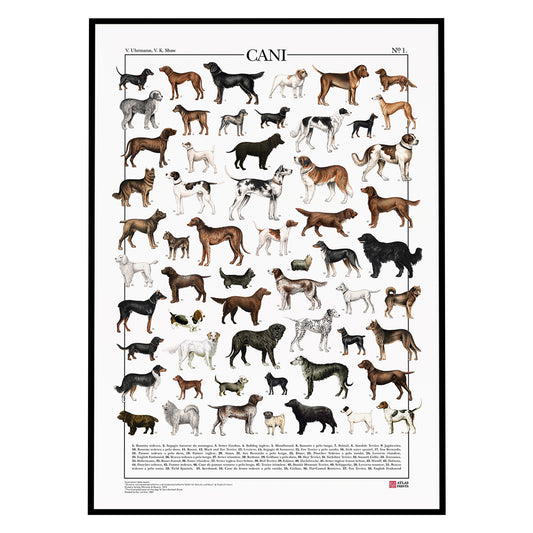 Poster Cani è formato da 58 illustrazioni di diversi tipi di cani, restaurati da Atlas Prints. Poster cinofilo originale. Con al fondo didascalia dei nomi comuni.