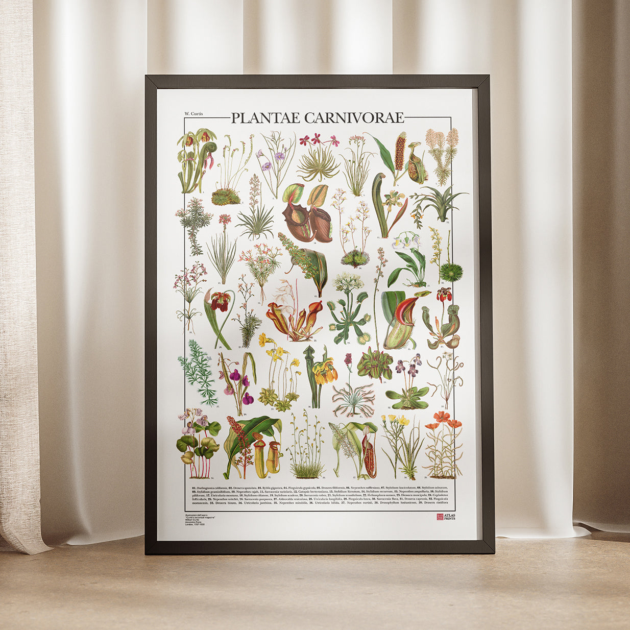 Carnivorous Plants