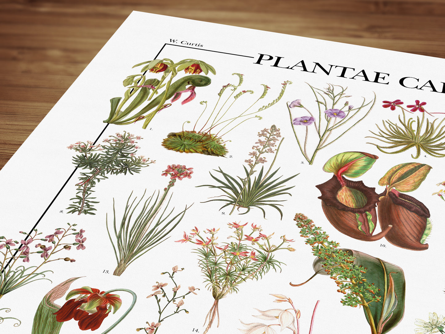 Il poster Plantae Carnivorae di Atlas Prints conta 39 illustrazioni di diversi tipi di piante carnivore, piante insettivore e piante protocarnivore.