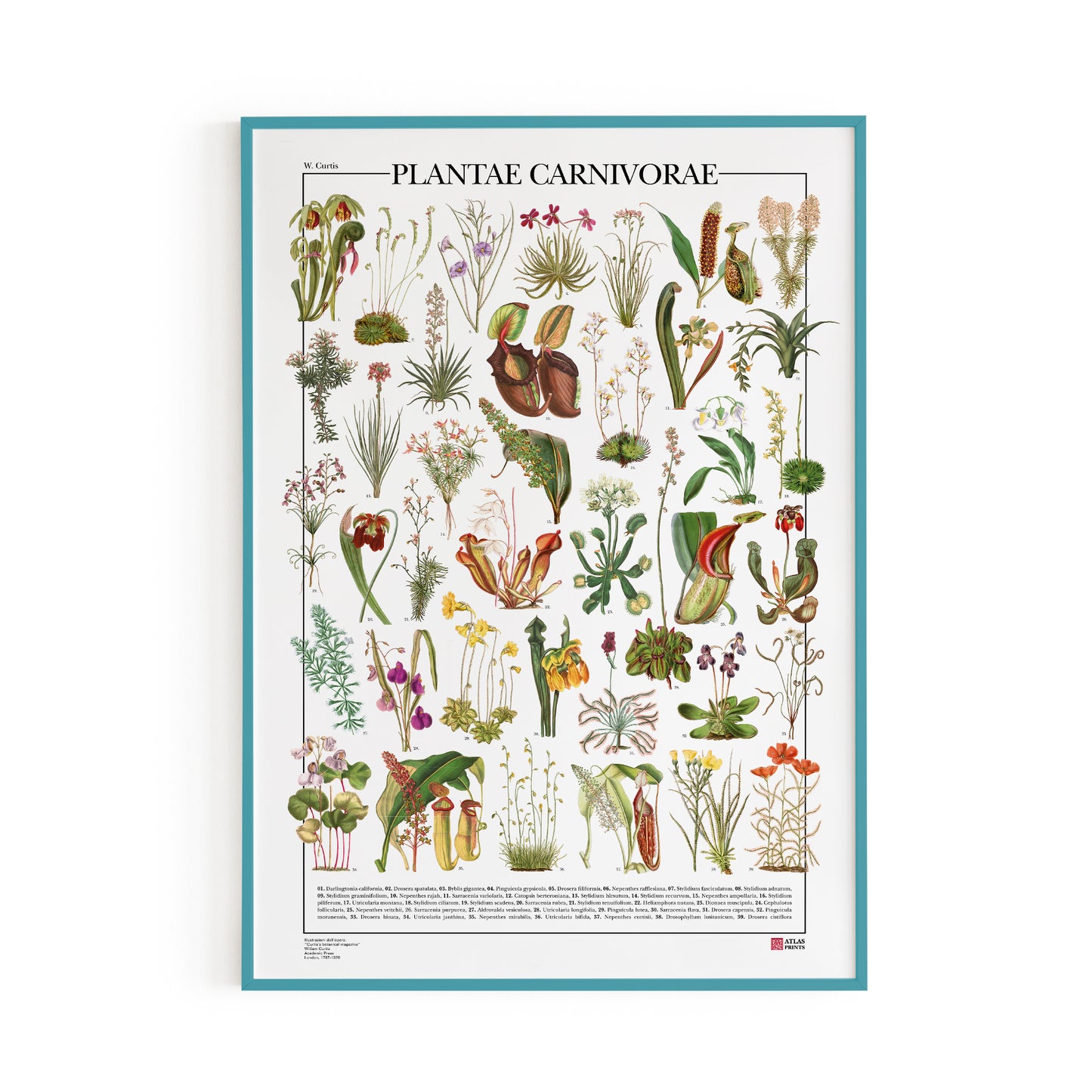 Il poster Plantae Carnivorae di Atlas Prints conta 39 illustrazioni di diversi tipi di piante carnivore, piante insettivore e piante protocarnivore.
