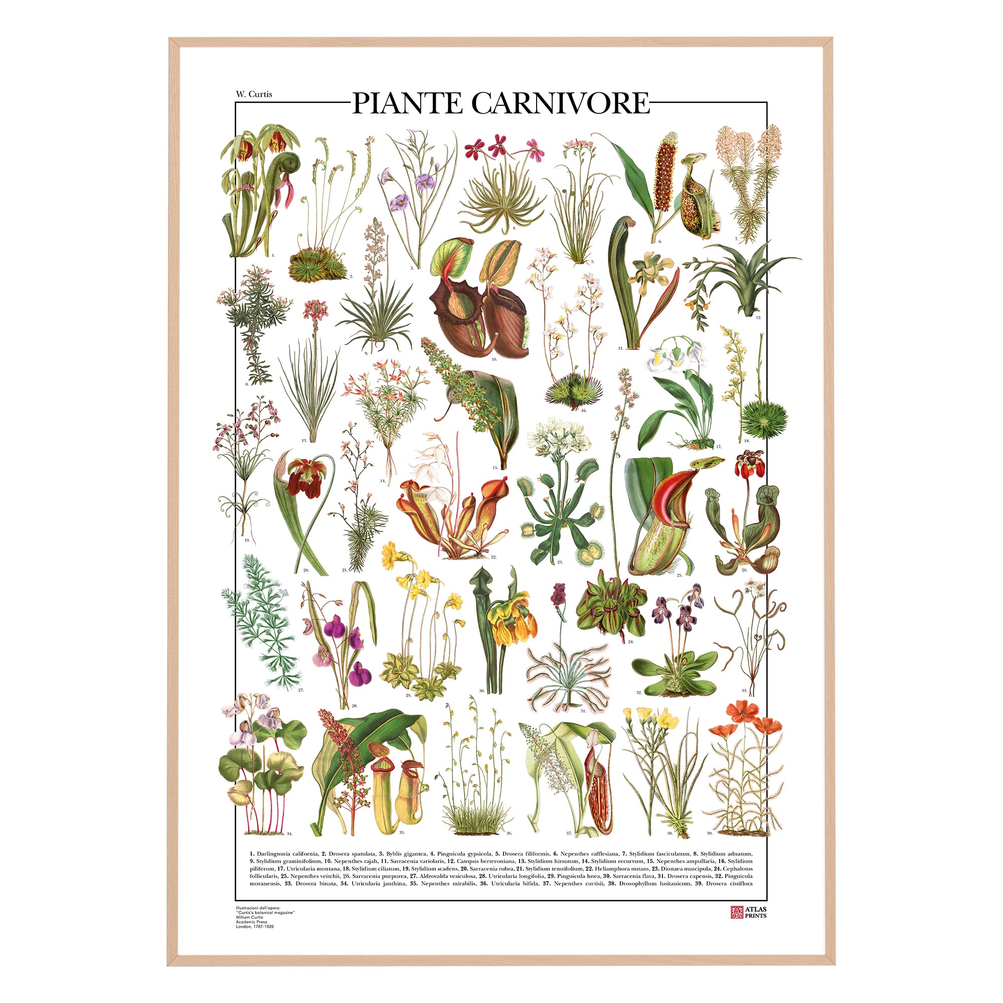 Bilder-Atlas des Pflanzenreichs植物界絵図アトラス carnivore-prima-immagine-