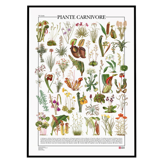 Piante Carnivore
