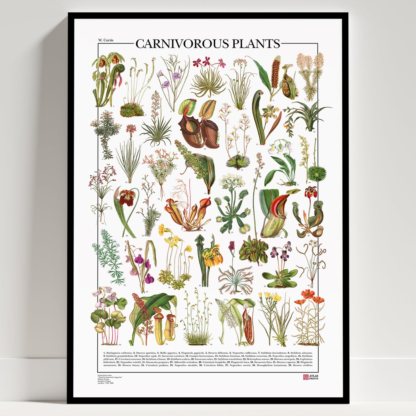 Carnivorous Plants
