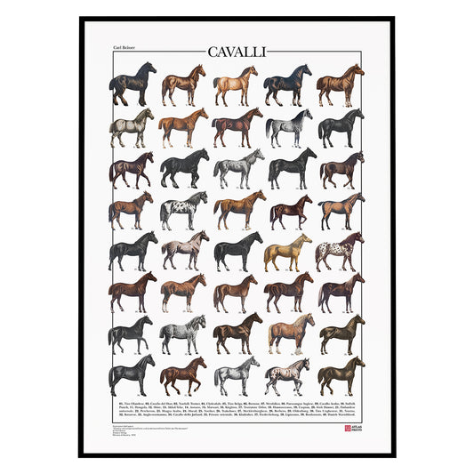 Poster Cavalli formato da 40 illustrazioni di diverse razze di cavalli da disegni dell'800, restaurati da Atlas Prints. Poster zoologico originale. Con al fondo didascalia dei nomi comuni di ogni cavallo raffigurato.