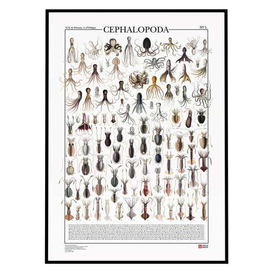 Poster Cephalopoda è formato da 98 illustrazioni di diversi tipi di cefalopodi tra cui seppie, polpi e calamari, restaurati da Atlas Prints. Poster originale. Con al fondo didascalia dei nomi scientifici.