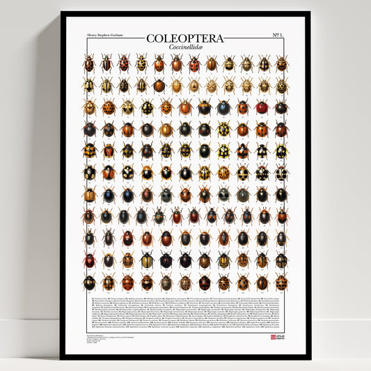 Serie completa dei due poster di Atlas Prints dedicati ai coleotteri.
