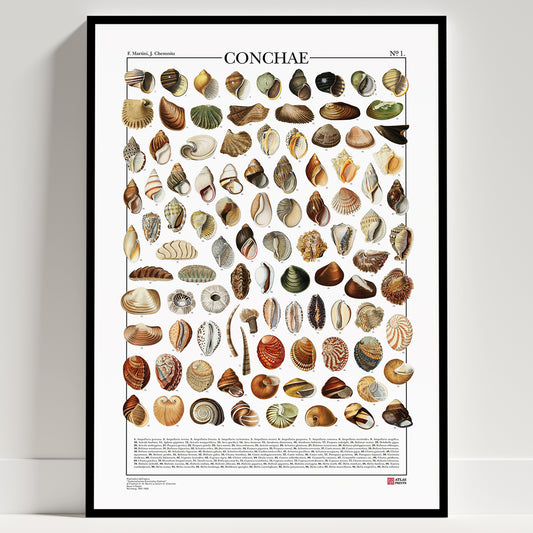 La serie completa Conchae di Atlas Prints conta in totale 198 illustrazioni di diversi tipi di conchiglie