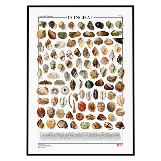 Conchae n° 1