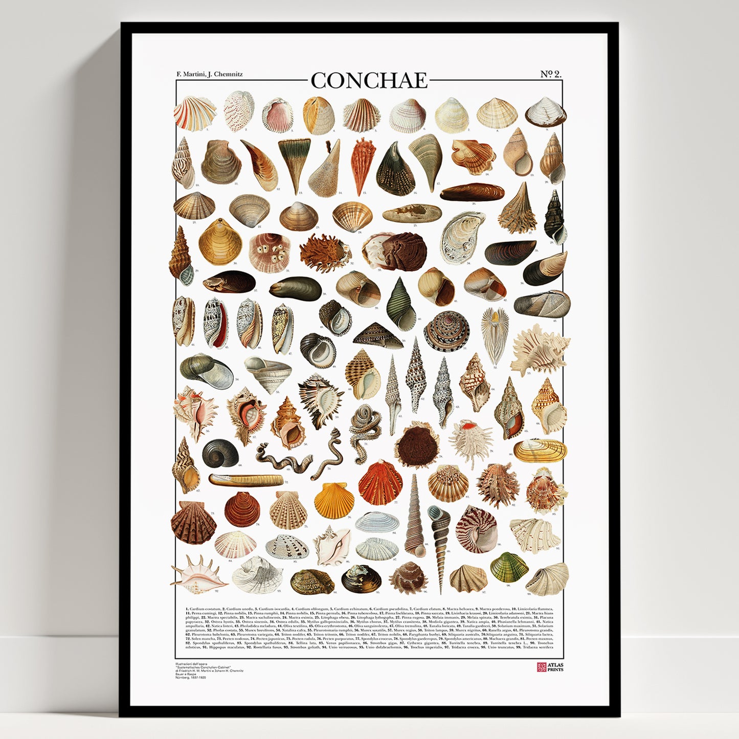 La serie completa Conchae di Atlas Prints conta in totale 198 illustrazioni di diversi tipi di conchiglie