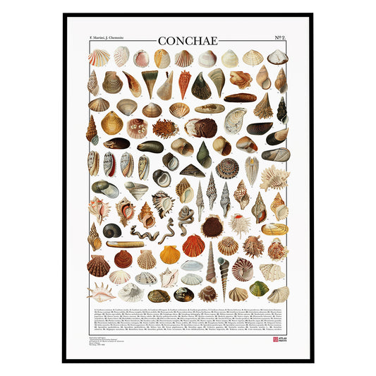 Conchae n° 2