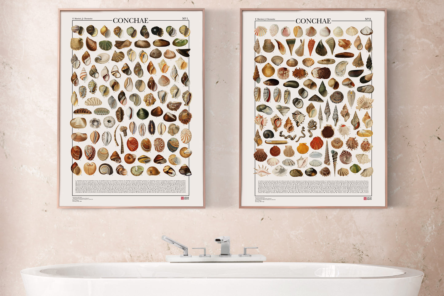 La serie completa Conchae di Atlas Prints conta in totale 198 illustrazioni di diversi tipi di conchiglie