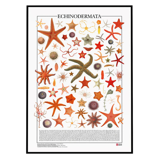 Echinodermata