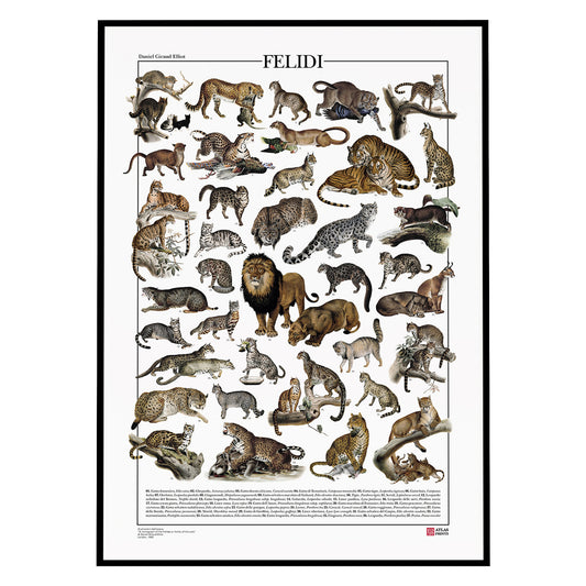 Il poster Felidi presenta 37 illustrazioni restaurate raffiguranti diverse specie della famiglia Felidae