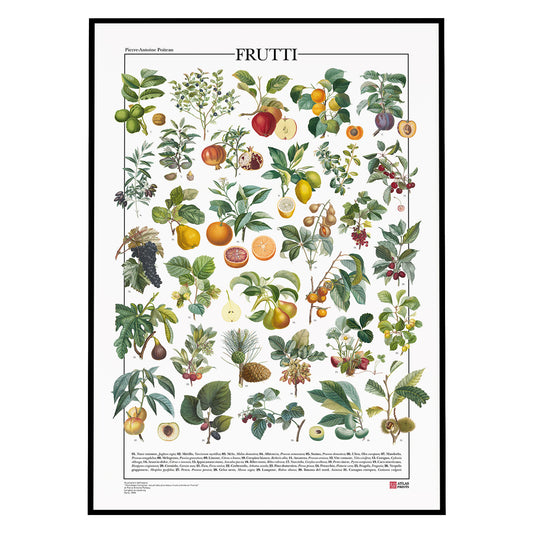 Poster dedicato alle piante da frutto, con 31 illustrazioni botaniche tratte da un’opera d’epoca. Ogni tavola raffigura con precisione varietà di frutti e dettagli botanici finemente restaurati. Disponibile in tre versioni linguistiche: inglese, italiano e latino, con didascalie che riportano nomi comuni e scientifici. Un omaggio alla tradizione illustrativa ottocentesca e alla bellezza della botanica.