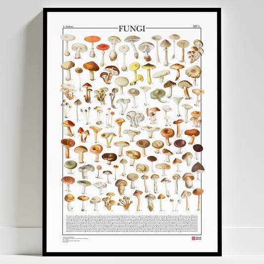 La serie completa di poster Fungi n.1 e Fungi n.2 di Atlas Prints conta in totale 199 illustrazioni di diversi tipi di funghi