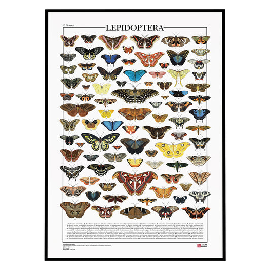 Lepidoptera