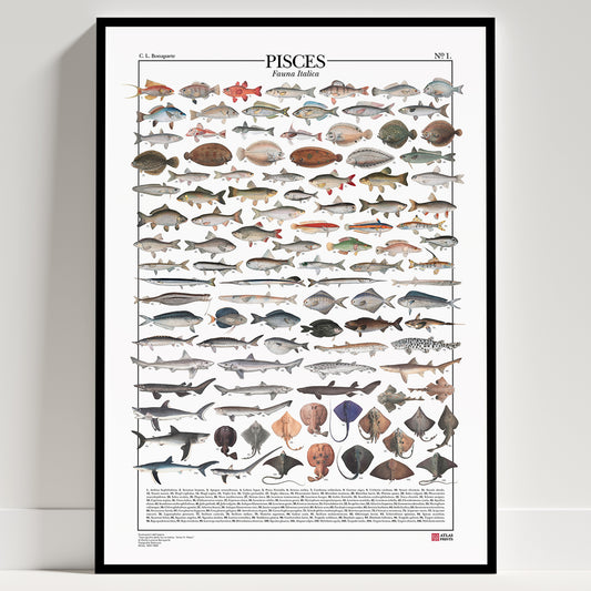 Serie completa dei due poster di Atlas Prints dedicati ai pesci