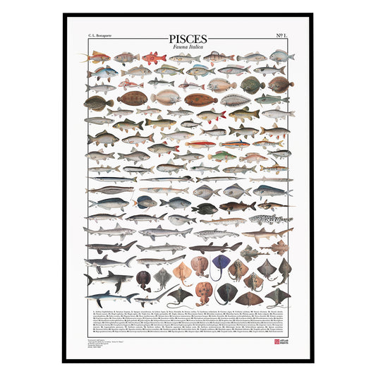 Pisces n° 1 - Fauna italica