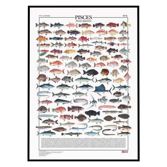 Pisces n° 2 - Fauna japonica