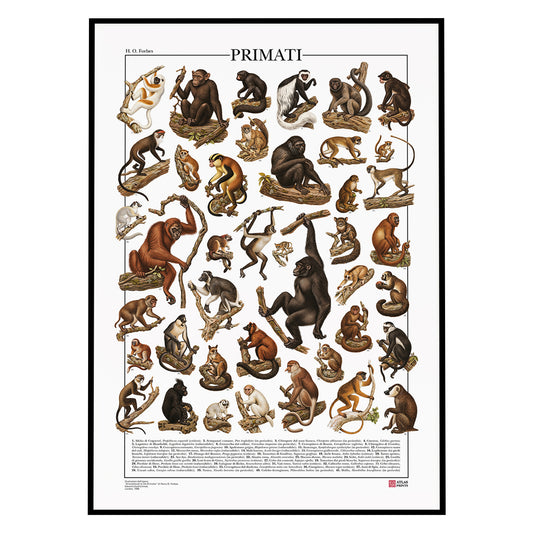Poster Primati con 41 illustrazioni zoologiche restaurate dell’Ottocento raffiguranti lemuri, scimmie e grandi scimmie, con nomi comuni e scientifici.