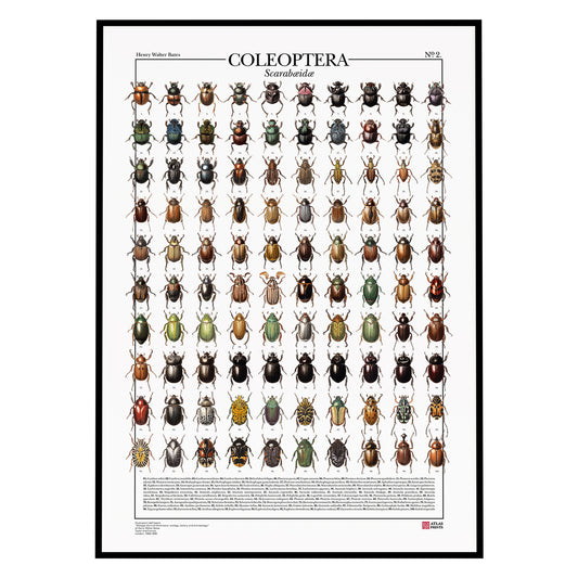 Poster Coleoptera 1 - Scarabaedae è formato da 100 illustrazioni di diversi tipi di scarabei, restaurati da Atlas Prints. Poster entomologico originale. Con al fondo didascalia dei nomi scientifici.