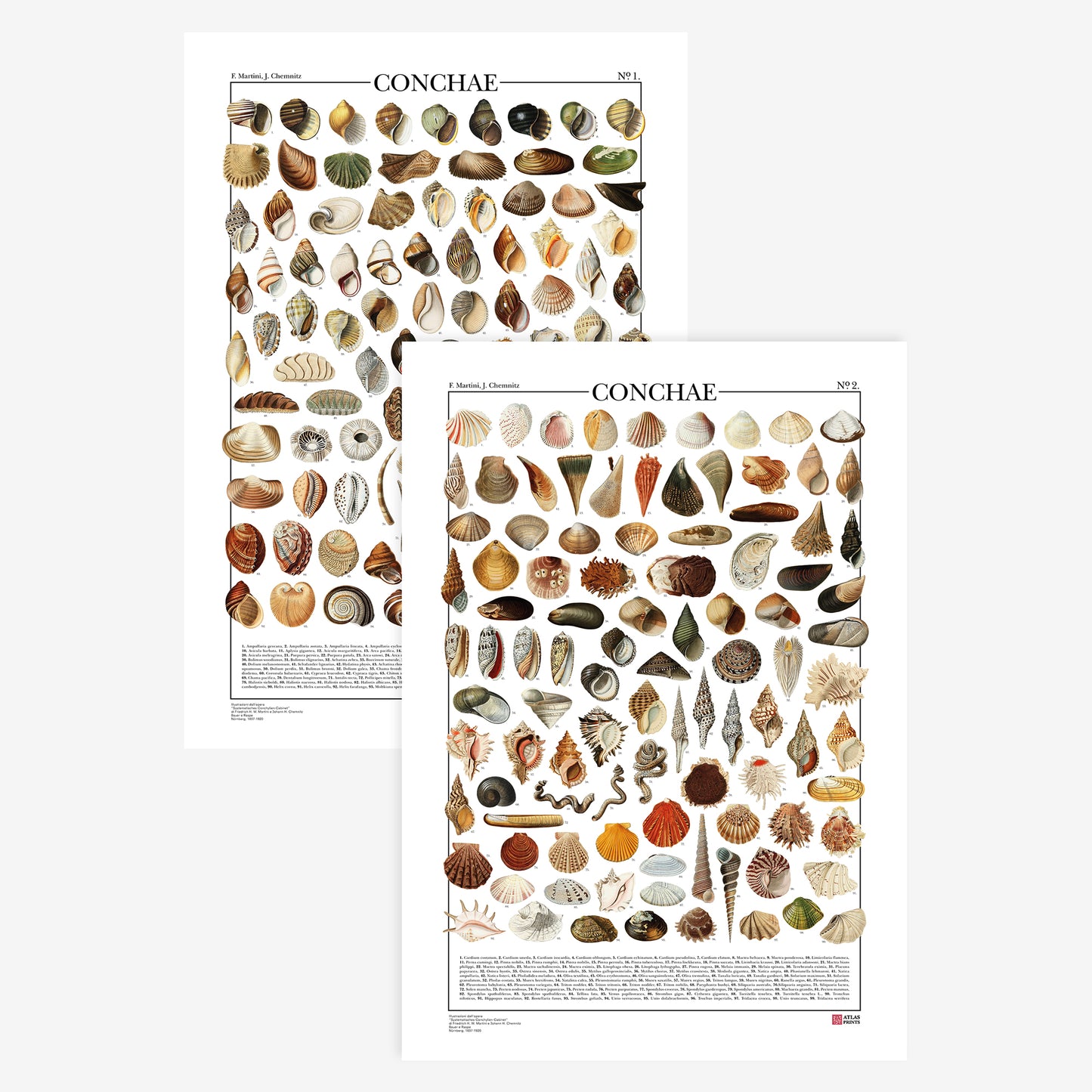 La serie completa Conchae di Atlas Prints conta in totale 198 illustrazioni di diversi tipi di conchiglie