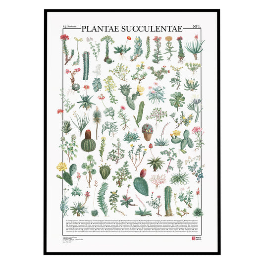 Plantae Succulentae