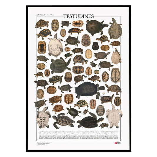 Poster Testudines formato da 63 illustrazioni di 32 diversi tipi di tartarughe da disegni dell'800, restaurati da Atlas Prints. Poster zoologico originale. Con al fondo didascalia dei nomi comuni, nomi scientifici.