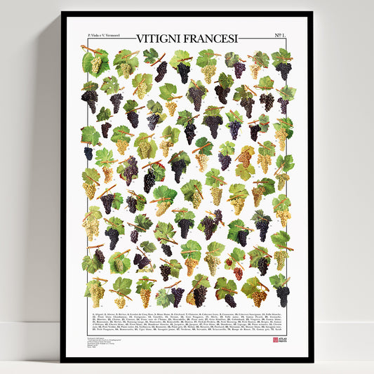 Serie di 2 poster Ampelografia