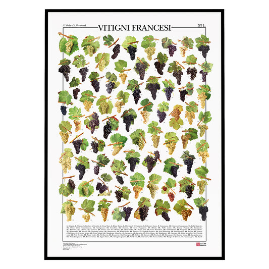 Vitigni Francesi