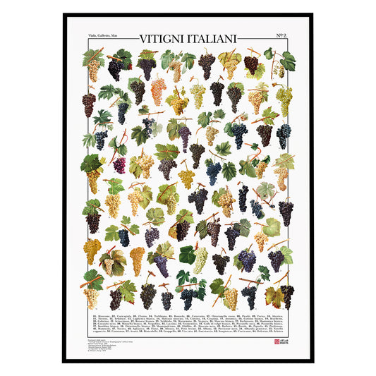 Il poster Vitigni italiani conta 65 illustrazioni di diversi tipi di uva italiana dalle opere:
Illustrazioni dalle opere:
“Traité général de viticulture: Ampélographie” di Pierre Viala, Masson et Cie Parigi, 1905
“Ponoma Italiana” di Giorgio Gallesio, Niccolò Capurro, Napoli, 1820
“Le Vignoble” di Alphonse Mas, G. Masson, Parigi, 1878
Didascalia con nomi comuni.
Disponibile in tre lingue: italiano, inglese e francese