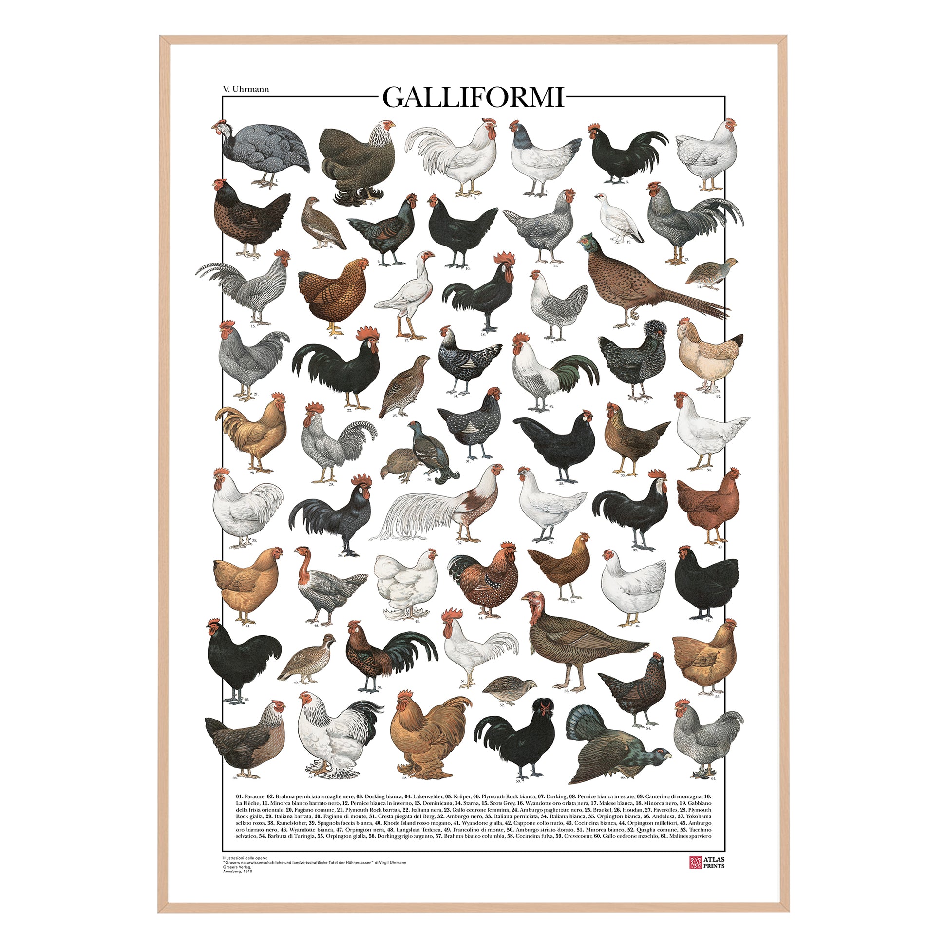 Il poster Galliformi conta 61 illustrazioni di diversi tipi di gallinacei come galline, galli, tacchini, fagiani, quaglie e tanti altri.