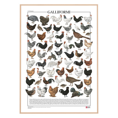 Il poster Galliformi conta 61 illustrazioni di diversi tipi di gallinacei come galline, galli, tacchini, fagiani, quaglie e tanti altri.
