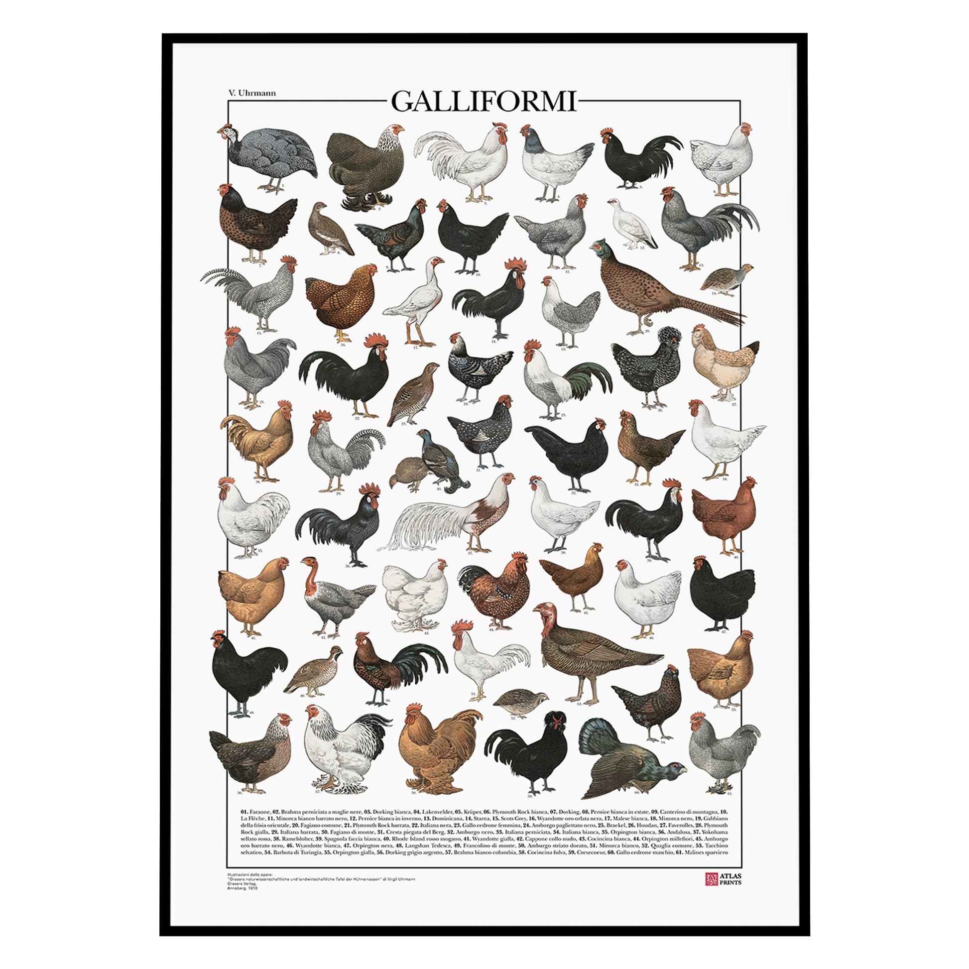 Il poster Galliformi conta 61 illustrazioni di diversi tipi di gallinacei come galline, galli, tacchini, fagiani, quaglie e tanti altri.
