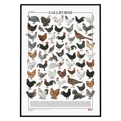 Il poster Galliformi conta 61 illustrazioni di diversi tipi di gallinacei come galline, galli, tacchini, fagiani, quaglie e tanti altri.