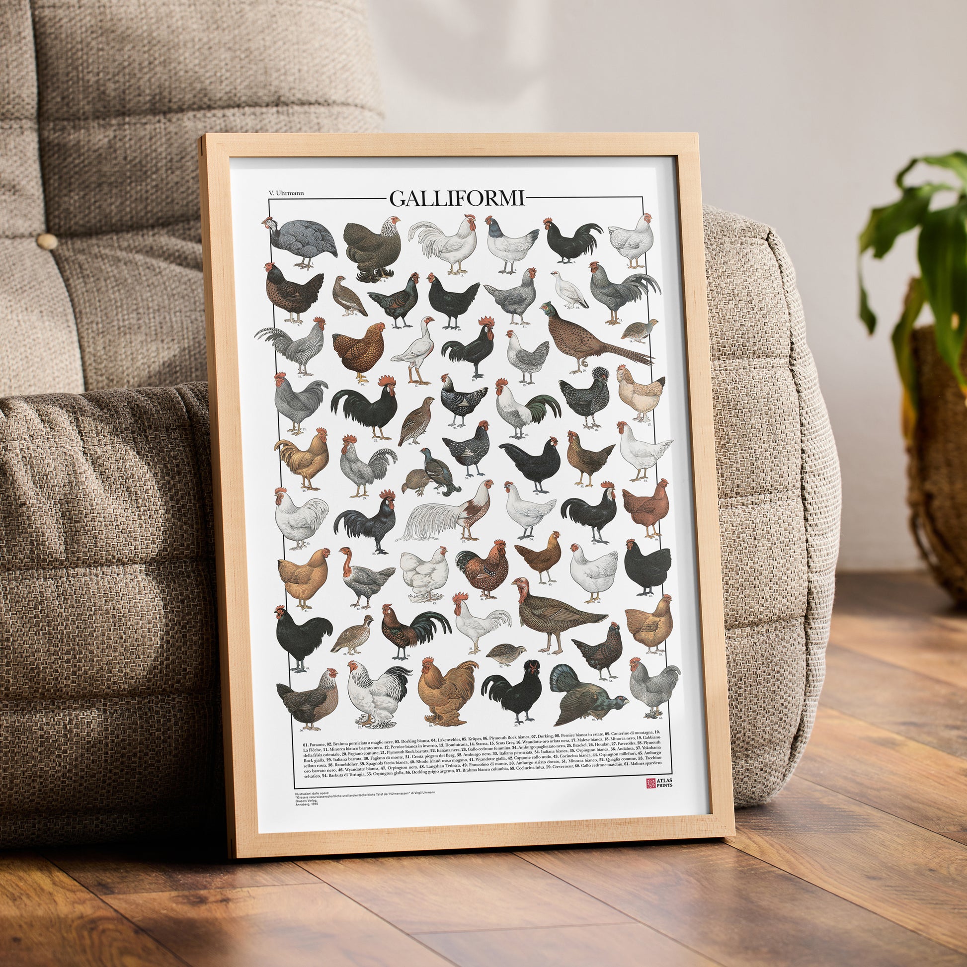 Il poster Galliformi conta 61 illustrazioni di diversi tipi di gallinacei come galline, galli, tacchini, fagiani, quaglie e tanti altri.