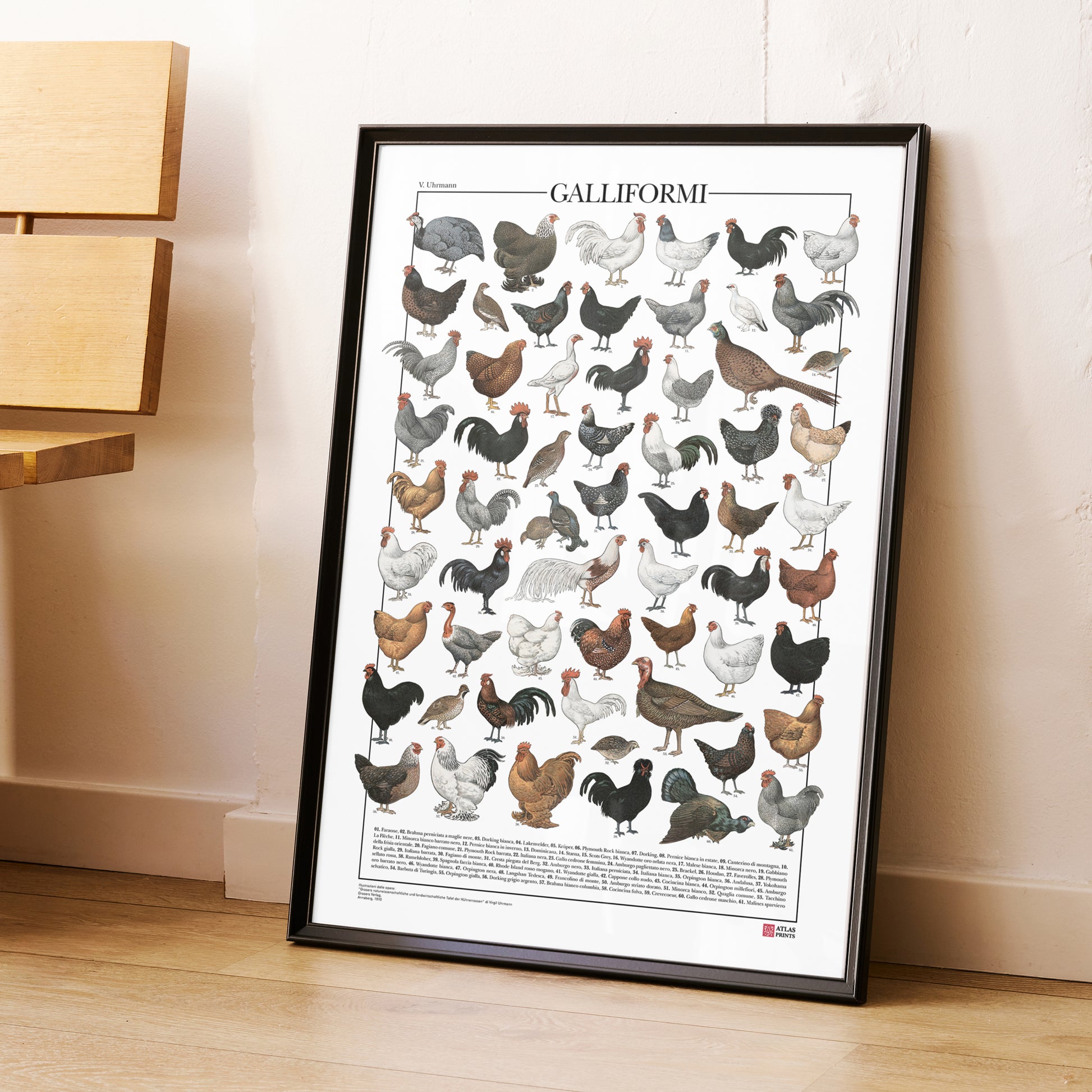 Il poster Galliformi conta 61 illustrazioni di diversi tipi di gallinacei come galline, galli, tacchini, fagiani, quaglie e tanti altri.