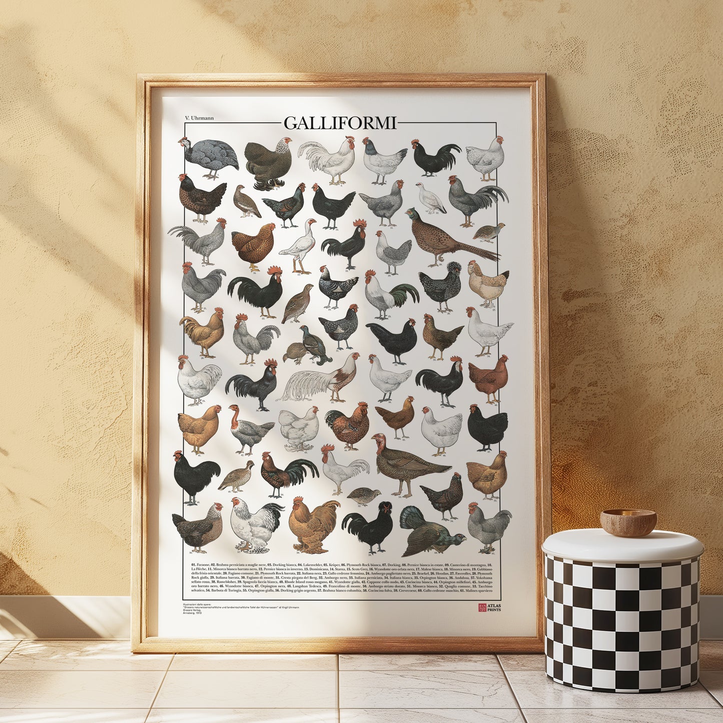 Il poster Galliformi conta 61 illustrazioni di diversi tipi di gallinacei come galline, galli, tacchini, fagiani, quaglie e tanti altri.