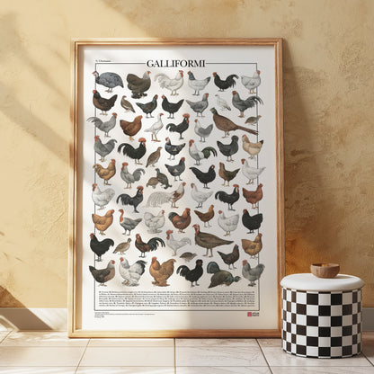 Il poster Galliformi conta 61 illustrazioni di diversi tipi di gallinacei come galline, galli, tacchini, fagiani, quaglie e tanti altri.