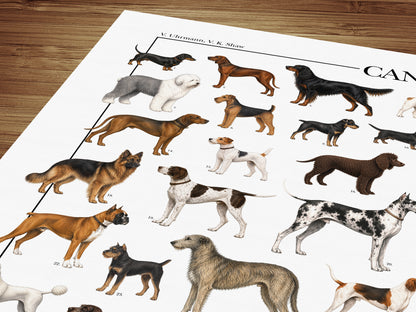 Dogs