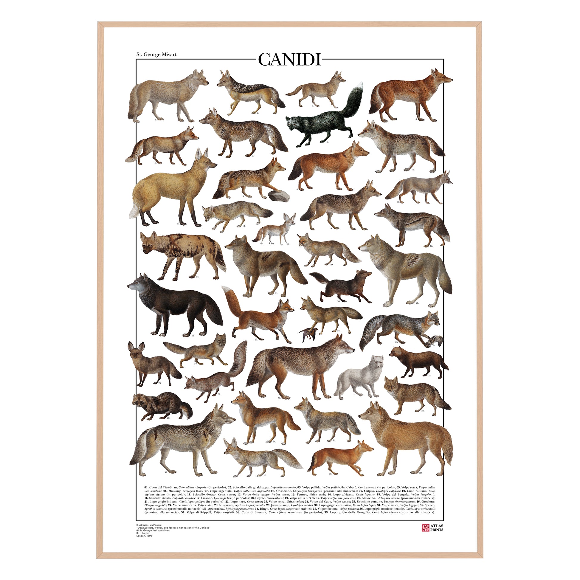 Poster tematico con 39 illustrazioni di specie appartenenti alla famiglia dei Canidi, tra cui lupi, volpi e sciacalli. Le immagini provengono da tavole zoologiche ottocentesche restaurate con cura. Disponibile in tre versioni linguistiche: italiano, inglese e latino, con nomi comuni e scientifici. Stampa naturalistica per amanti della fauna e della zoologia.