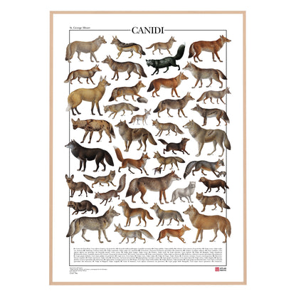 Poster tematico con 39 illustrazioni di specie appartenenti alla famiglia dei Canidi, tra cui lupi, volpi e sciacalli. Le immagini provengono da tavole zoologiche ottocentesche restaurate con cura. Disponibile in tre versioni linguistiche: italiano, inglese e latino, con nomi comuni e scientifici. Stampa naturalistica per amanti della fauna e della zoologia.